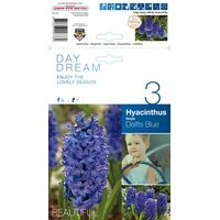 Hyacinth Delft Blue Bulbs