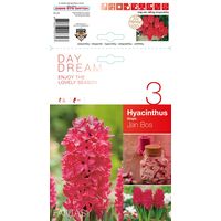 Hyacinth Jan Bos Bulbs