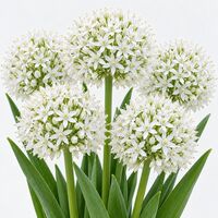 Allium Mount Everest Bulbs