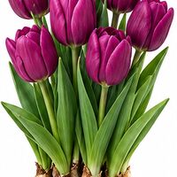 Organic Single Early Purple Tulip Bulbs