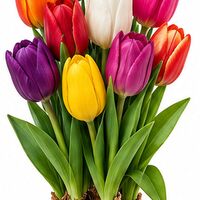 Organic Triumph Mixed Tulip Bulbs