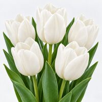 Organic Triumph White Tulip Bulbs