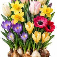 Pastel Shades Border Bulb Collection