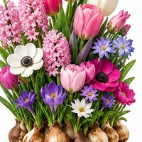Pink Shades Border Bulb Collection
