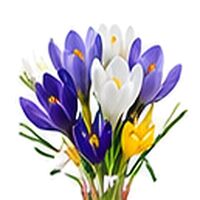 Crocus Sieberi Tricolor Bulbs