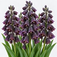 Fritillaria Persica Bulb