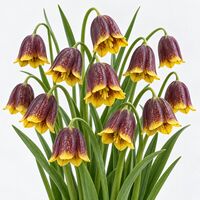 Fritillaria Uva-Vulpis Bulbs