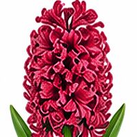 Hyacinth Hollyhock Bulbs