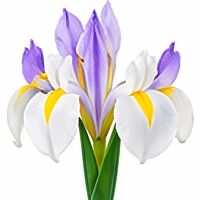 Iris Reticulata Clairette