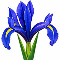Iris Reticulata Purple Gem Bulbs