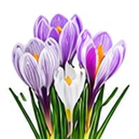 Large Striped Crocus Bulbs
