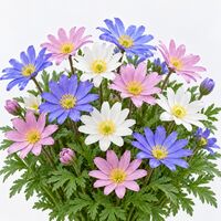 Anemone Blanda Mixed Bulbs