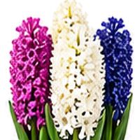 Mixed Hyacinth Bulbs