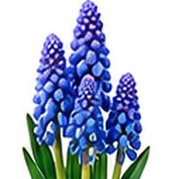 Muscari Armeniacum Grape