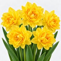 Narcissus Golden Ducat Daffodil Bulbs