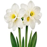 Narcissus Paperwhite Ziva Daffodil