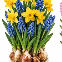 Plant-O-Mat Tulip & Muscari Bulb Tray