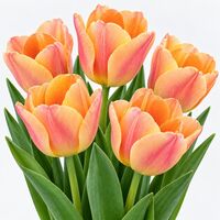Organic Impression Mixed Tulip Bulbs