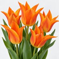 Tulip Ballerina Bulbs