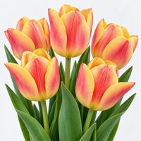 Tulip Blushing Apeldoorn Bulbs