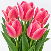 Tulip Mystic van Eijk Bulbs
