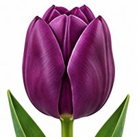 Tulip Negrita