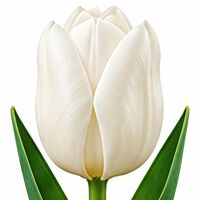 Tulip Purissima