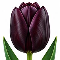 Tulip Queen of Night