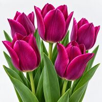 Tulip Ruby Prince Bulbs
