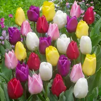 Tulip Bulbs