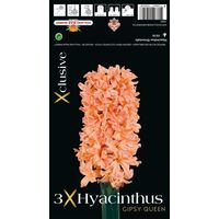 Hyacinth Gipsy Queen Bulbs