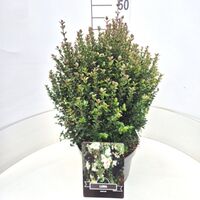 Luma apiculata