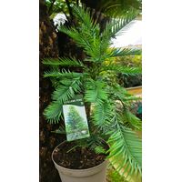 Wollemia nobilis