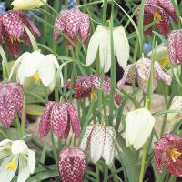 Fritillary Bulbs