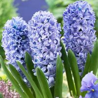 Hyacinth Bulbs (Delft Blue)