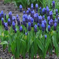 Muscari Bulbs (Muscari Latifolium)