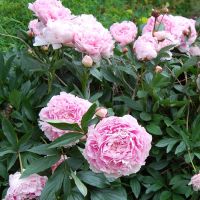 Peony Rhizomes (Sarah Bernhardt)