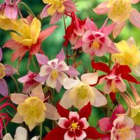 Aquilegia Seeds