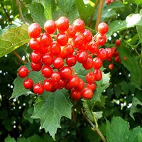 Guelder Rose Plants