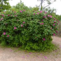 Wild Rose Plants
