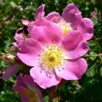 Wild Rose Plants