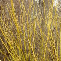Yellow Stemmed Dogwood Plants