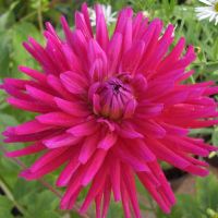 Dahlia Bulbs