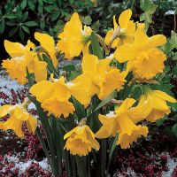 Daffodil Bulbs