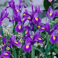 Iris Rhizomes (Hollandica Blue Magic)