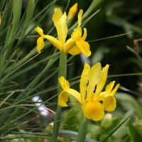 Iris Rhizomes (Golden Beauty)