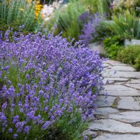 Lavender Seeds