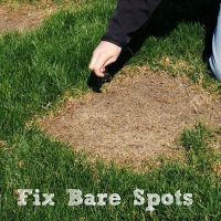 Lawn Patch Repair