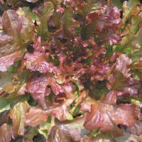 Red Lettuce Seeds