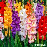 Mixed Gladioli Bulbs